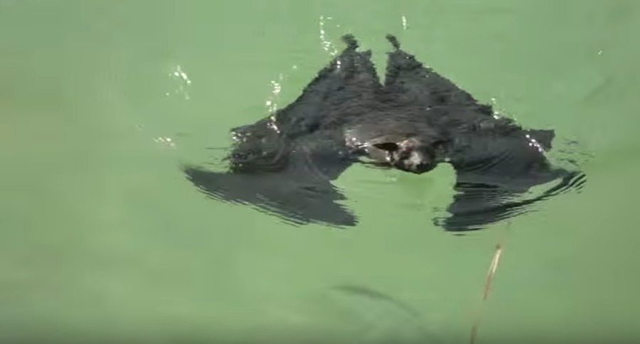 swimming bat
