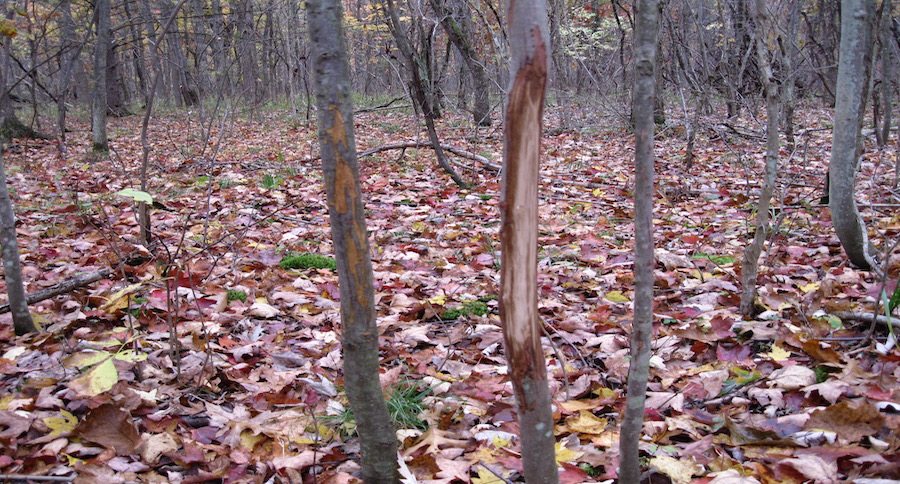 tree rub