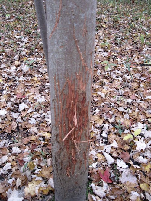 tree rub