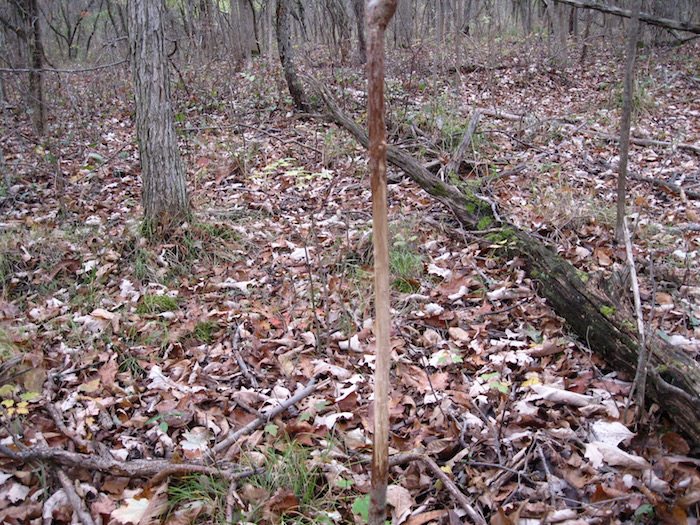 tree rub