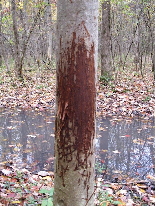 tree rub