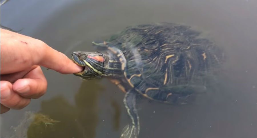 turtle