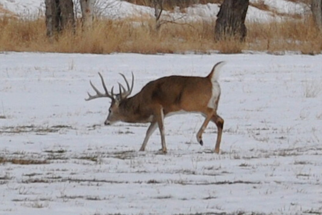 Wyoming Buck
