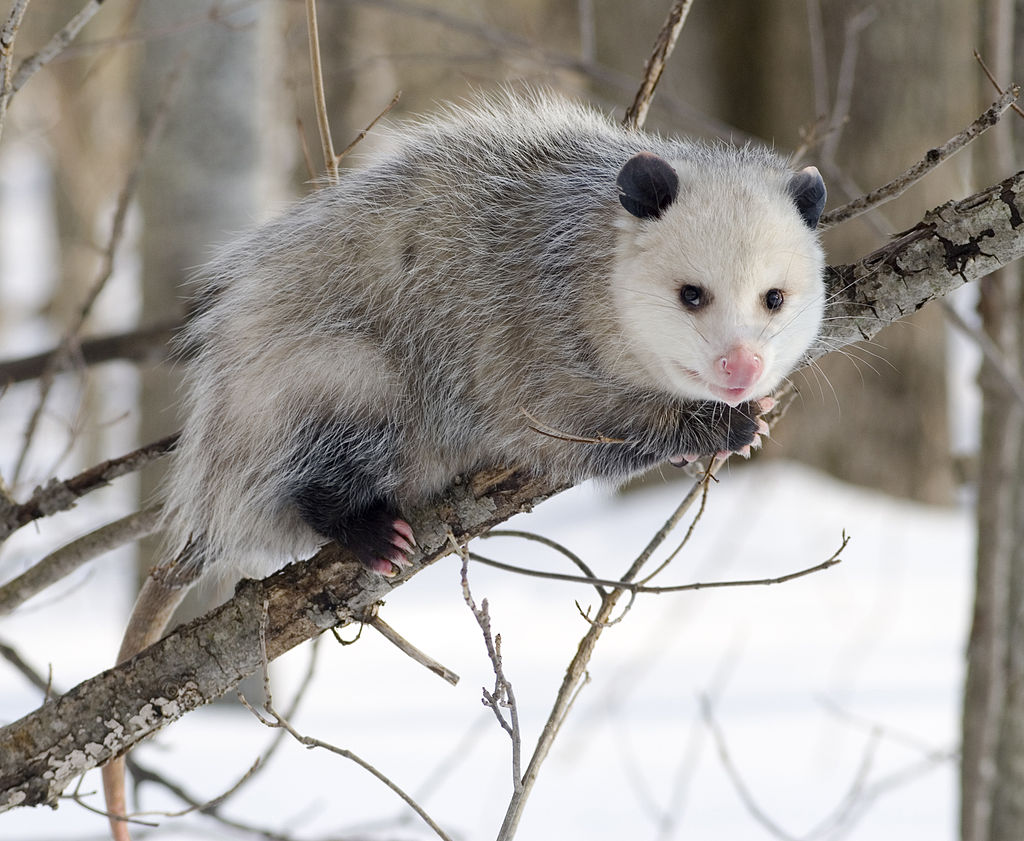 Opossum 