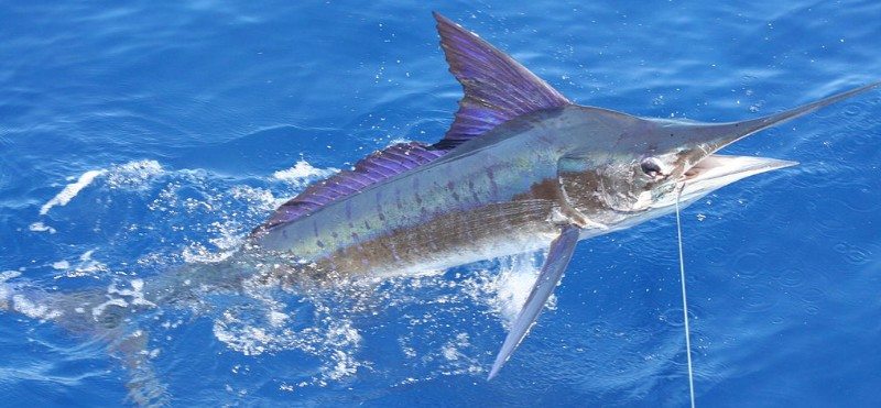 wikimedia marlin charter