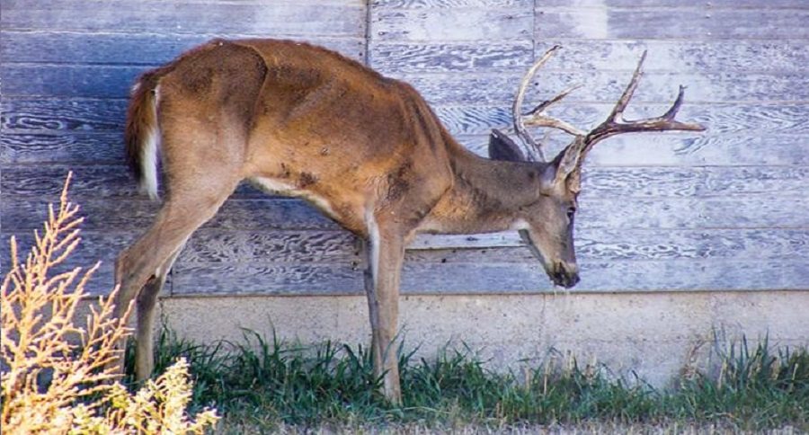 pathologist recommends testing all deer for CWD