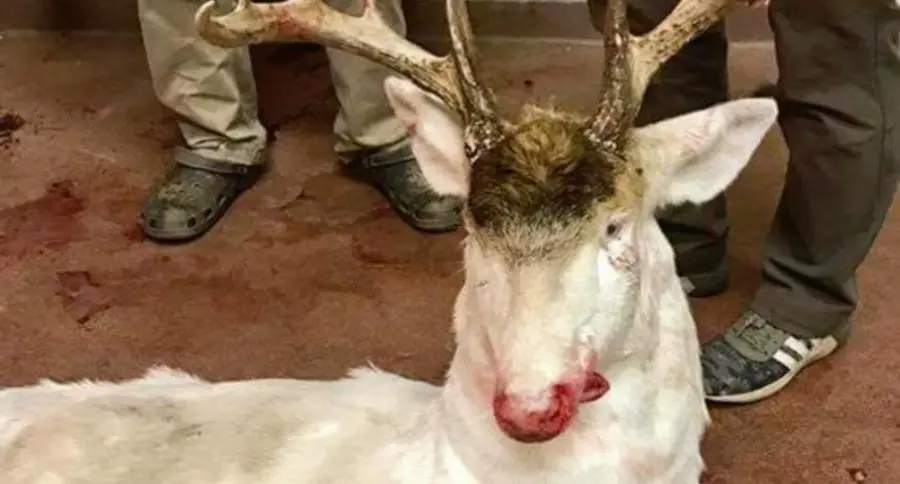 albino deer