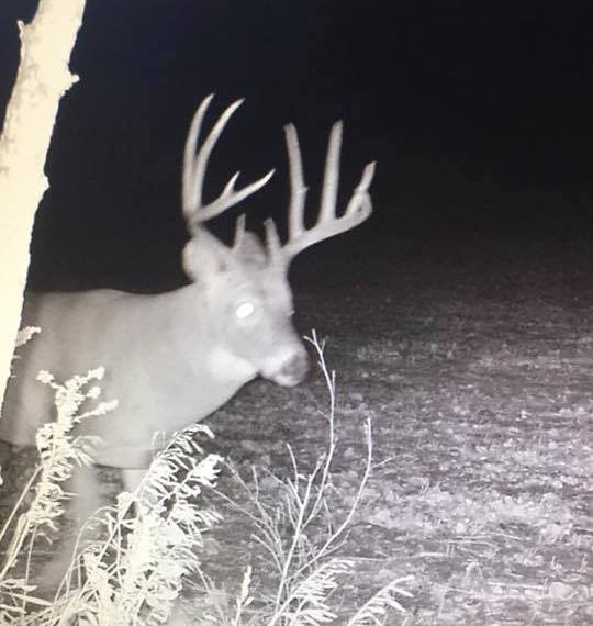 dream buck