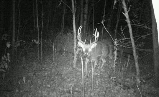 dream buck