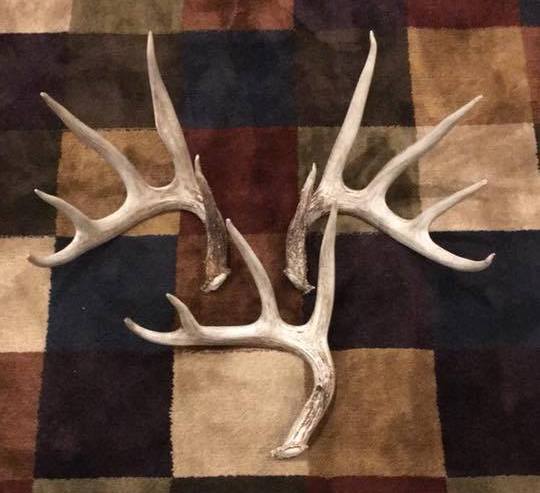 dream buck