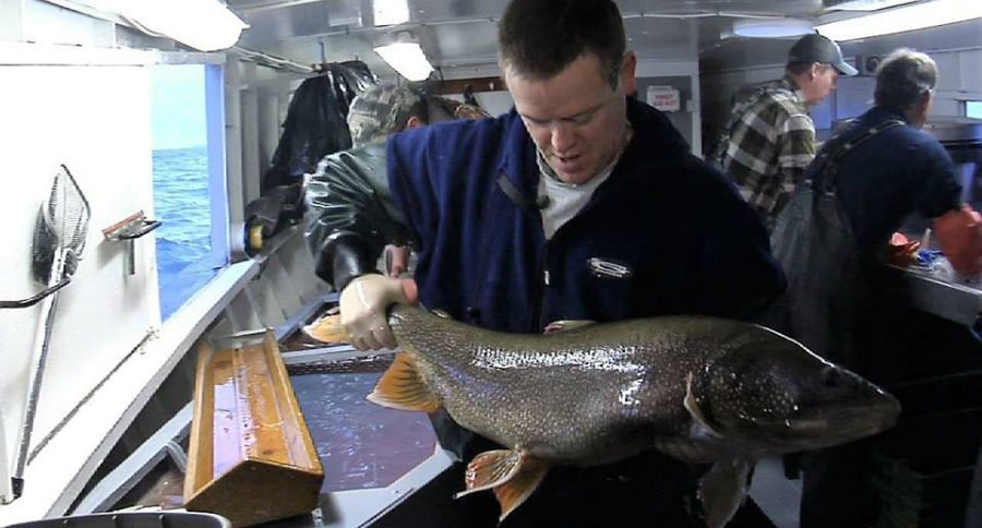 lake trout