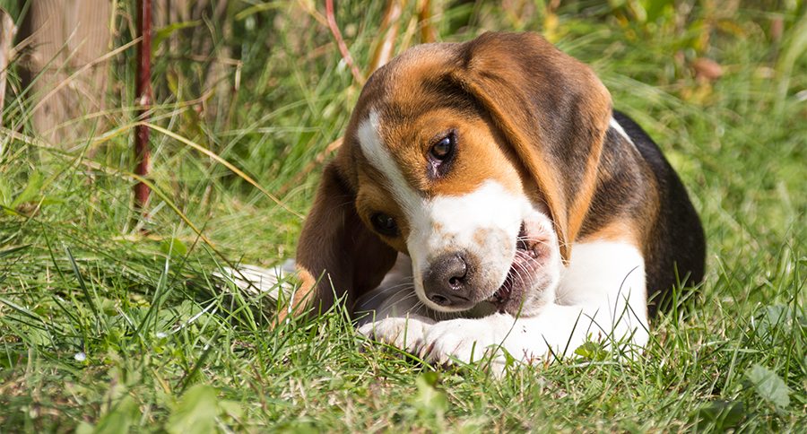 Dog lying in the grass and chewing on a bone (12 weeks)