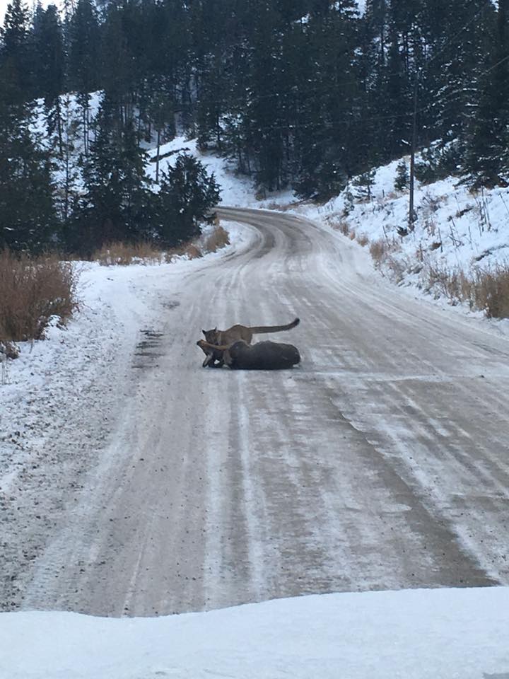 mountain lion takes down doe