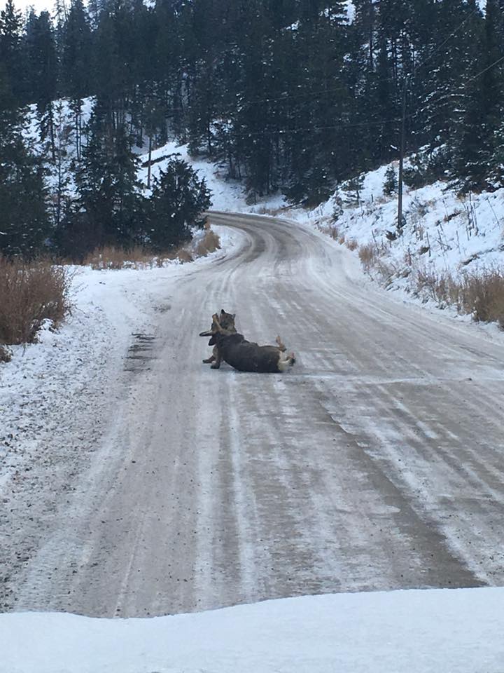 mountain lion takes down doe