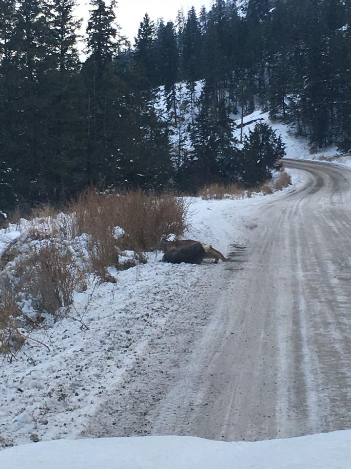 mountain lion takes down doe