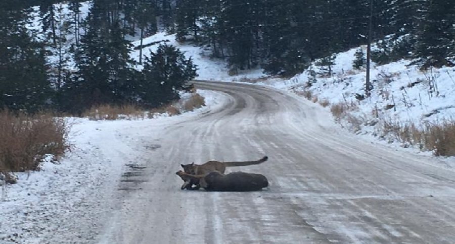 mountain lion takes down doe