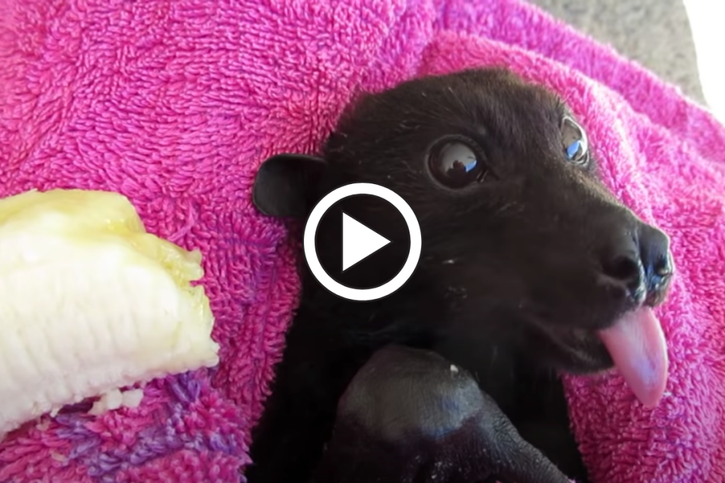 Adorable Bat Eats His Banana While Nursing Back to Health