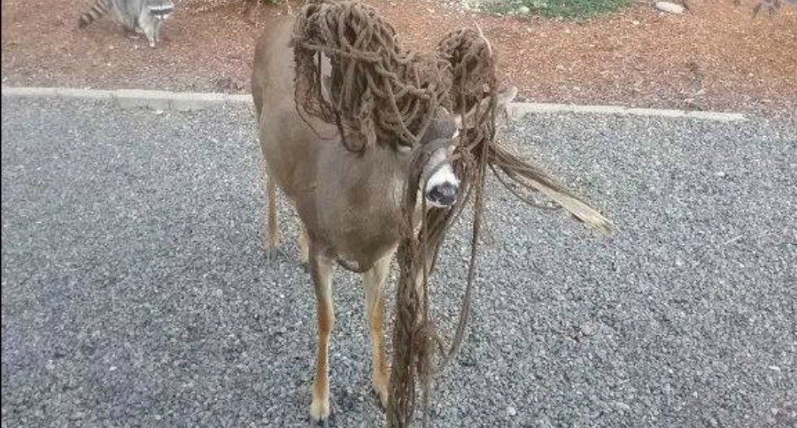 buck tangled