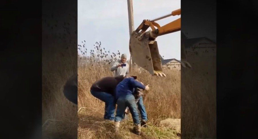 Buck Rescued Saved from Manhole