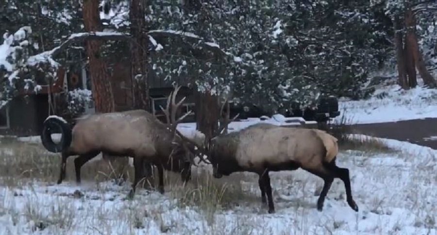 bull elk