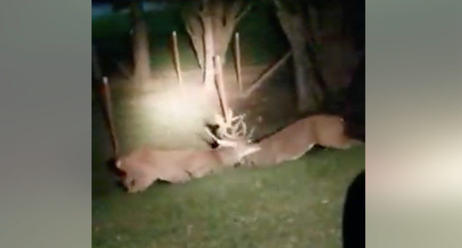 buck fight