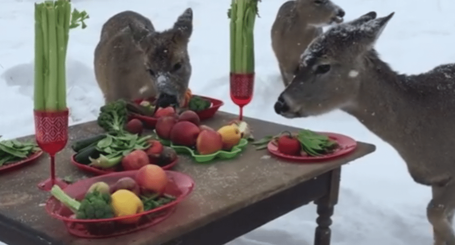 Deer enjoying holiday feast