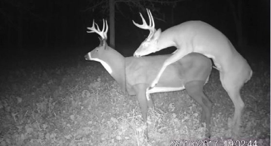buck