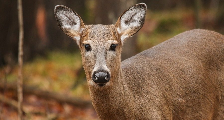 deer poaching