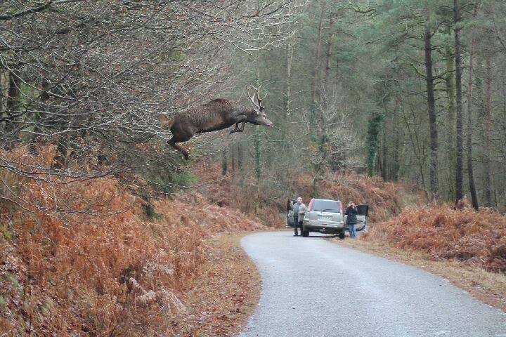 red stag