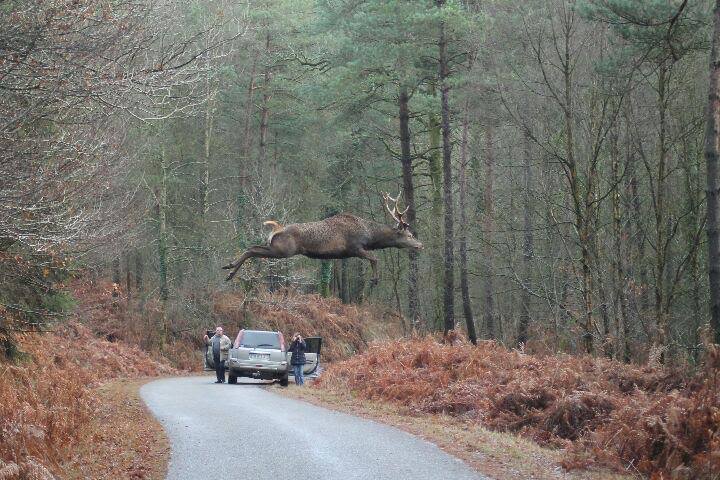 red stag