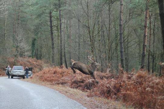 red stag