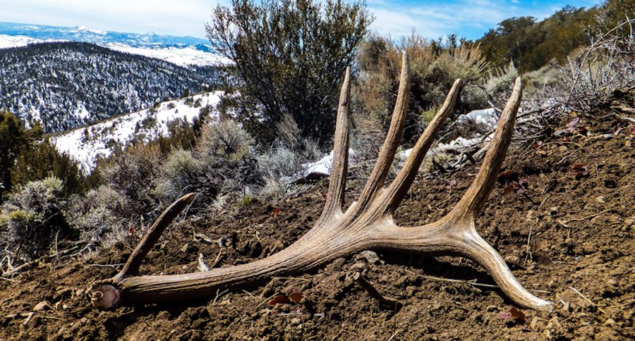 elk shed hunting