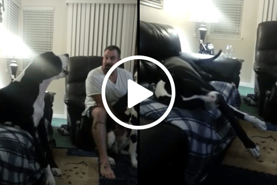 Jealous Great Dane Throws Tantrum as Dad Won't Share The Love