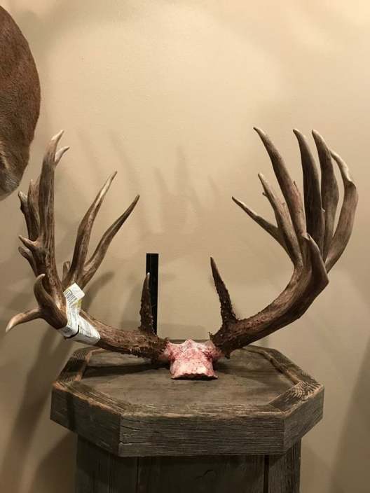 The Story Behind the Largest Buck Shot So Far in 2017 Wide Open Spaces