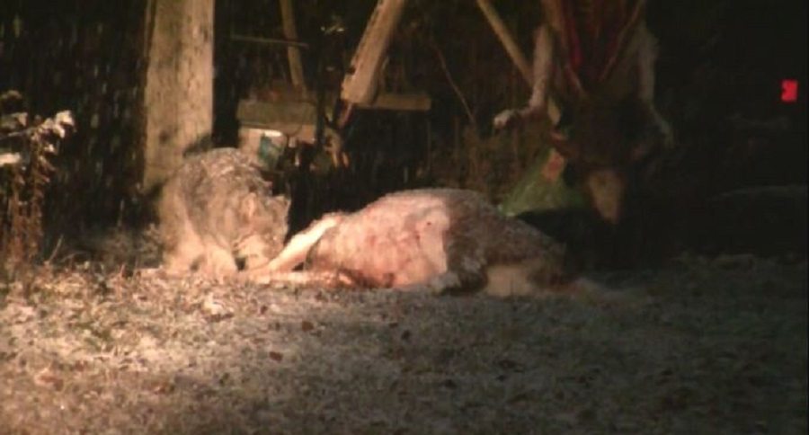 lynx