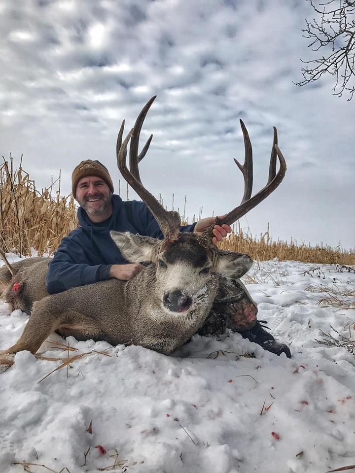 mule deer buck