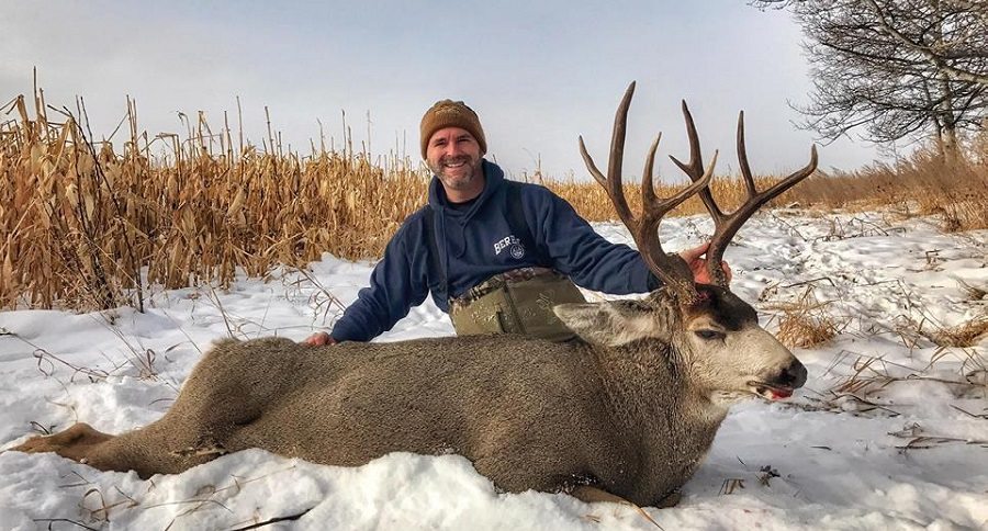 mule deer buck