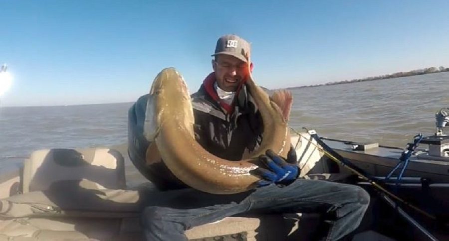 Lake St. Clair muskie