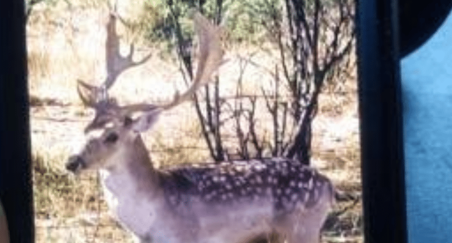 Arizona fallow deer