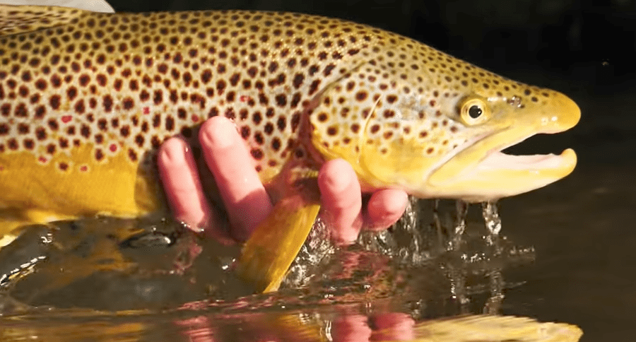 fishing videos