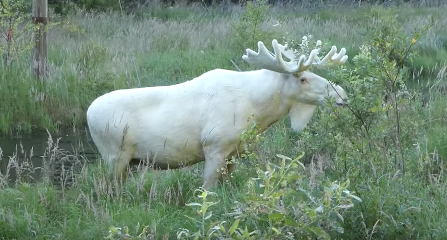 white moose