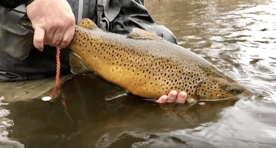 New York brown trout