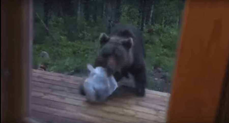 finland bear perkele