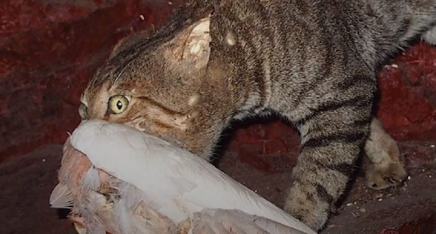 feral cats