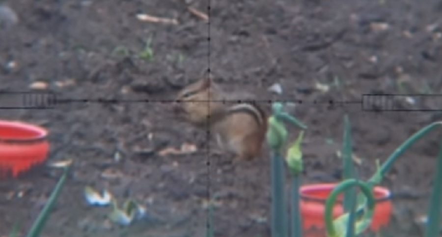 chipmunks removed by air power