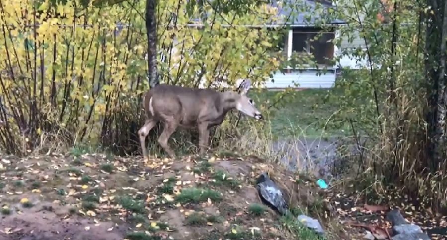 deer with a broken neck