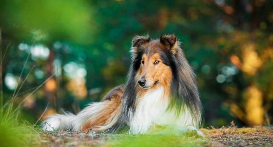 Beautiful collie shop