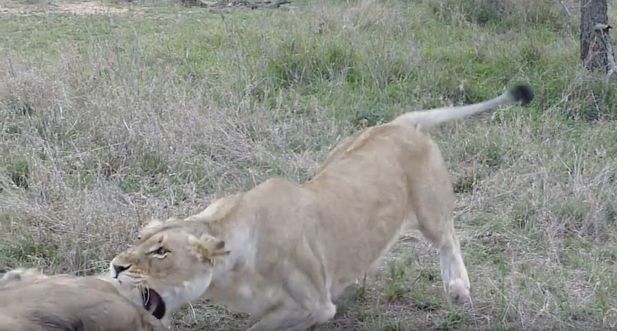 When Your Wife Tells You To Stop Being A Lazy Lion And Get To Work