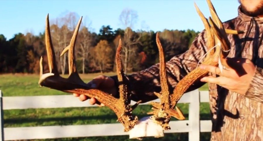 largest Virginia whitetail
