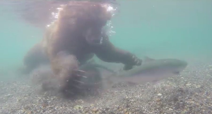 brown bear